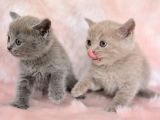 Orjinal Irk British Shorthair Yavrularimiz