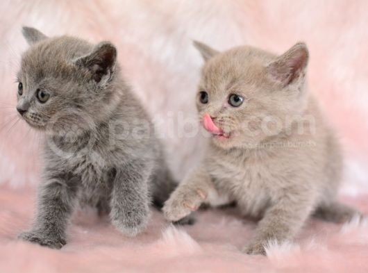 Orjinal Irk British Shorthair Yavrularimiz görsel