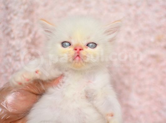 Prenses Chinchilla Yavrumuz görsel