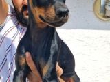 Doberman Yavrular