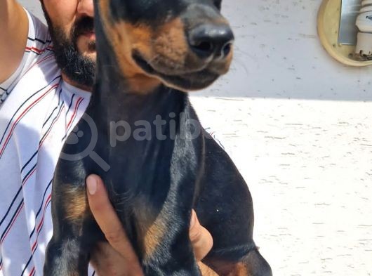 Doberman Yavrular görsel