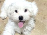 Maltese Terrier