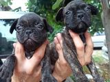 French Bulldog Yavrular