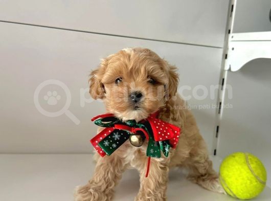 Dizayn Irk Sevimli Maltipoo Yavrular görsel