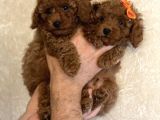 Toy Boy Büyümeyen Irk  Poodle Bebekler