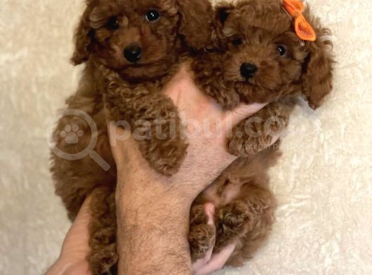 Toy Boy Büyümeyen Irk  Poodle Bebekler görsel