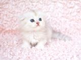Bi̇ri̇nci̇ Sinif Ns11 Scottishfold Longhair
