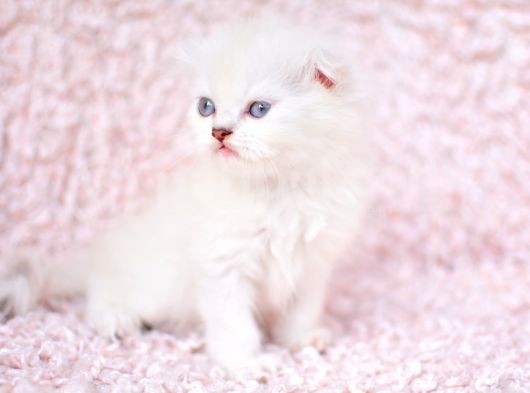 Deni̇z Gözlü Ns1133 Scottishfold Shorthair görsel