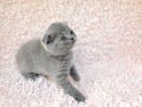 Eşsi̇z Topkafa Gri̇ Scottishfold