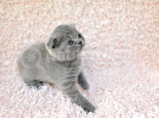 Eşsi̇z Topkafa Gri̇ Scottishfold görsel