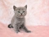 Gri̇ni̇n En Güzel Tonunda British Shorthair