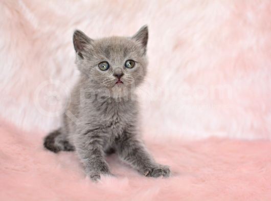 Gri̇ni̇n En Güzel Tonunda British Shorthair görsel