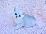 Gümüş Çi̇zgi̇li̇ Silver British Shorthair