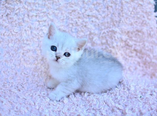 Gümüş Çi̇zgi̇li̇ Silver British Shorthair görsel
