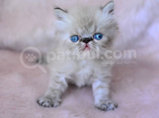 Gümüş Renkli̇ İran Persian görsel