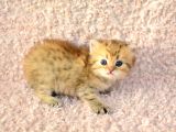 Muhteşem Renkte Golden British Longhair