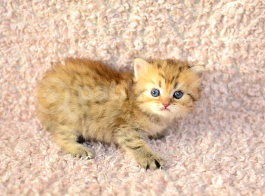 Muhteşem Renkte Golden British Longhair görsel