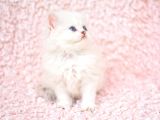 Okyanus Gözlü Silver Ns1133 British Longhair