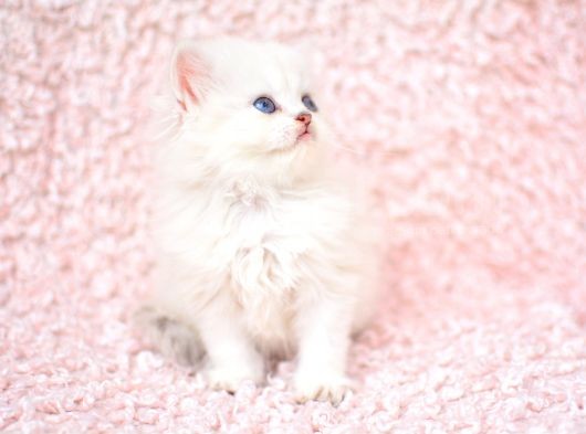 Okyanus Gözlü Silver Ns1133 British Longhair görsel