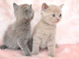 Orjinal Irk British Shorthair Yavrularimiz