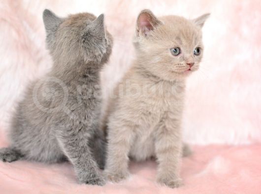 Orjinal Irk British Shorthair Yavrularimiz görsel