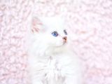 Ayi Surat Ns1133 British Longhair