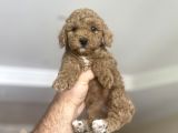 Anne Altindan Di̇şi̇ Poodle Bebeği̇mi̇z