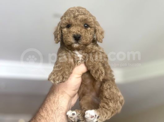 Anne Altindan Di̇şi̇ Poodle Bebeği̇mi̇z