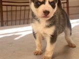 Husky Yavrular