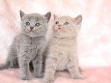 Orjinal Irk British Shorthair Yavrularimiz