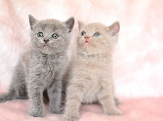 Orjinal Irk British Shorthair Yavrularimiz görsel