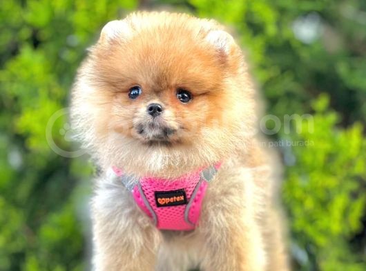 Safkan Teddy Bear Pomeranian Boo Yavrularımız görsel