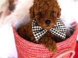 Toy Poodle Kaniş Kahverengi Orjinal Safkan A Kalite Garanti