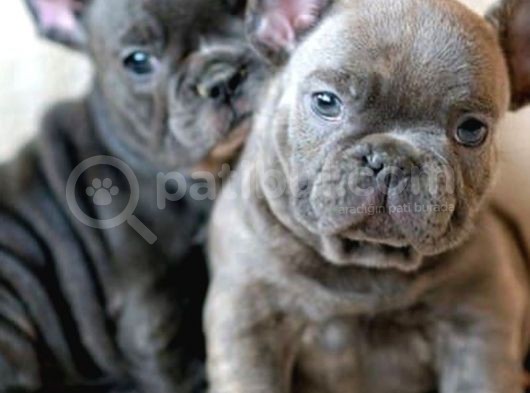 Mavi Gözlü Fransızbulldog Blue Gri Füme Renk Orjinal Safkan görsel