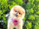 Teddy Face Boo Pomeranian Yavrular