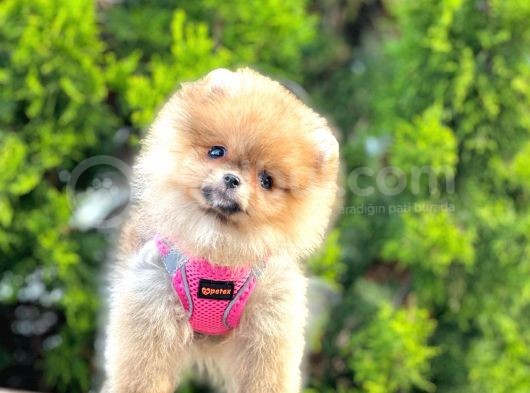 Teddy Face Boo Pomeranian Yavrular görsel