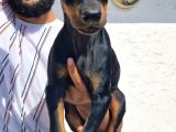 Doberman Yavrular