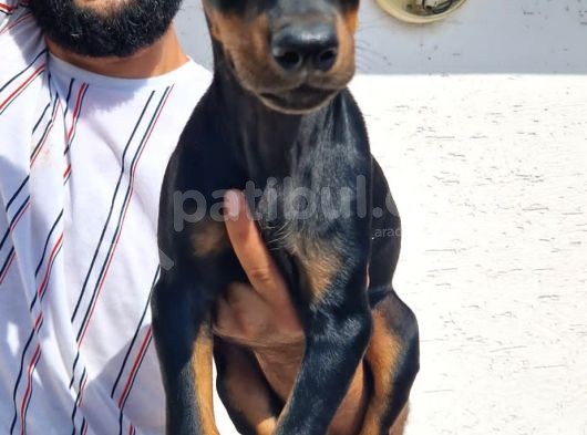 Doberman Yavrular