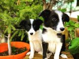 Border Collie Yavrular