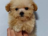 Micro Teacup Garantili Büyümez Orjinal Tüy Dökmez Malti̇poo