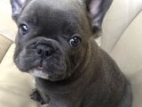 Mavi Gözlü Fransızbulldog Blue Gri Füme Renk Orjinal Safkan