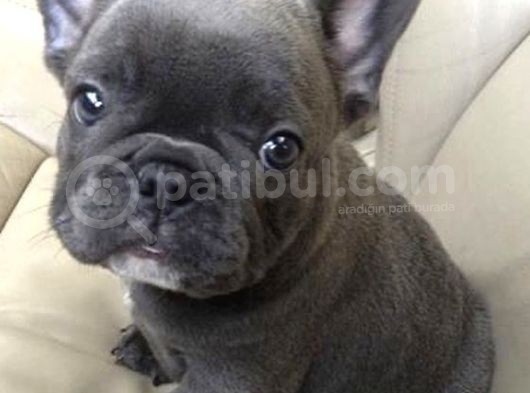 Mavi Gözlü Fransızbulldog Blue Gri Füme Renk Orjinal Safkan
