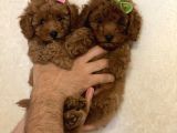 Toy Boy Büyümeyen Irk  Poodle Bebekler