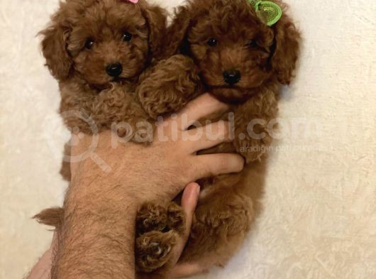 Toy Boy Büyümeyen Irk  Poodle Bebekler görsel