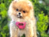 Safkan Teddy Bear Pomeranian Boo Yavrularımız