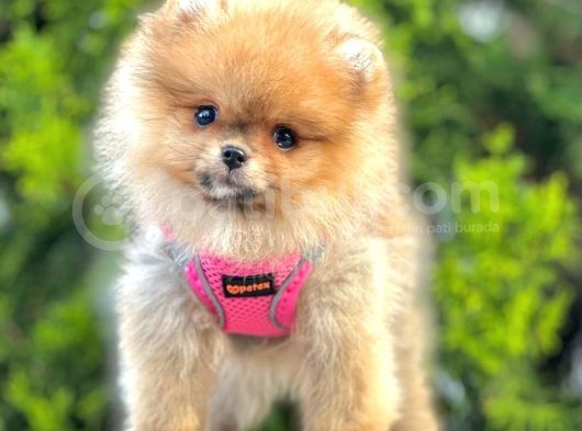 Safkan Teddy Bear Pomeranian Boo Yavrularımız görsel