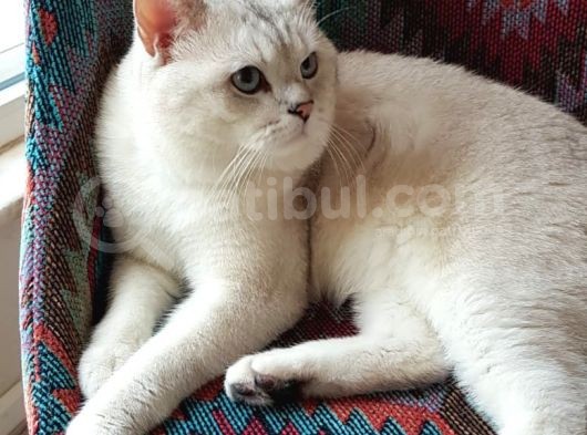 Şampiyon Babamız Maskot görsel