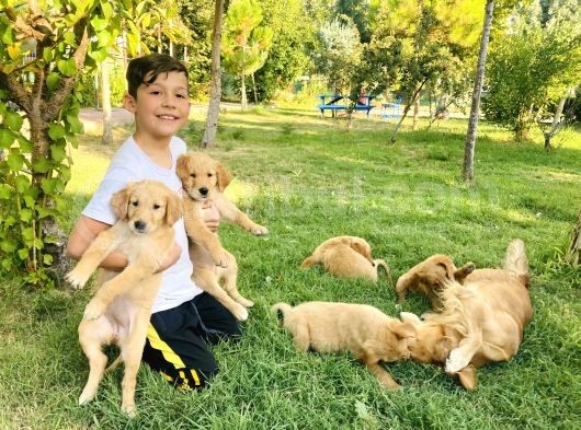İki Aylık Golden Yavru görsel