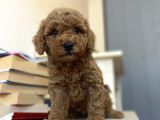Renk Renk Poodle Bebekleri̇mi̇z A Kali̇te