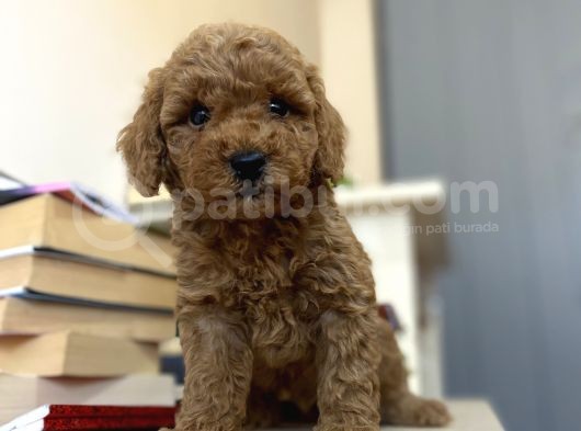 Renk Renk Poodle Bebekleri̇mi̇z A Kali̇te görsel